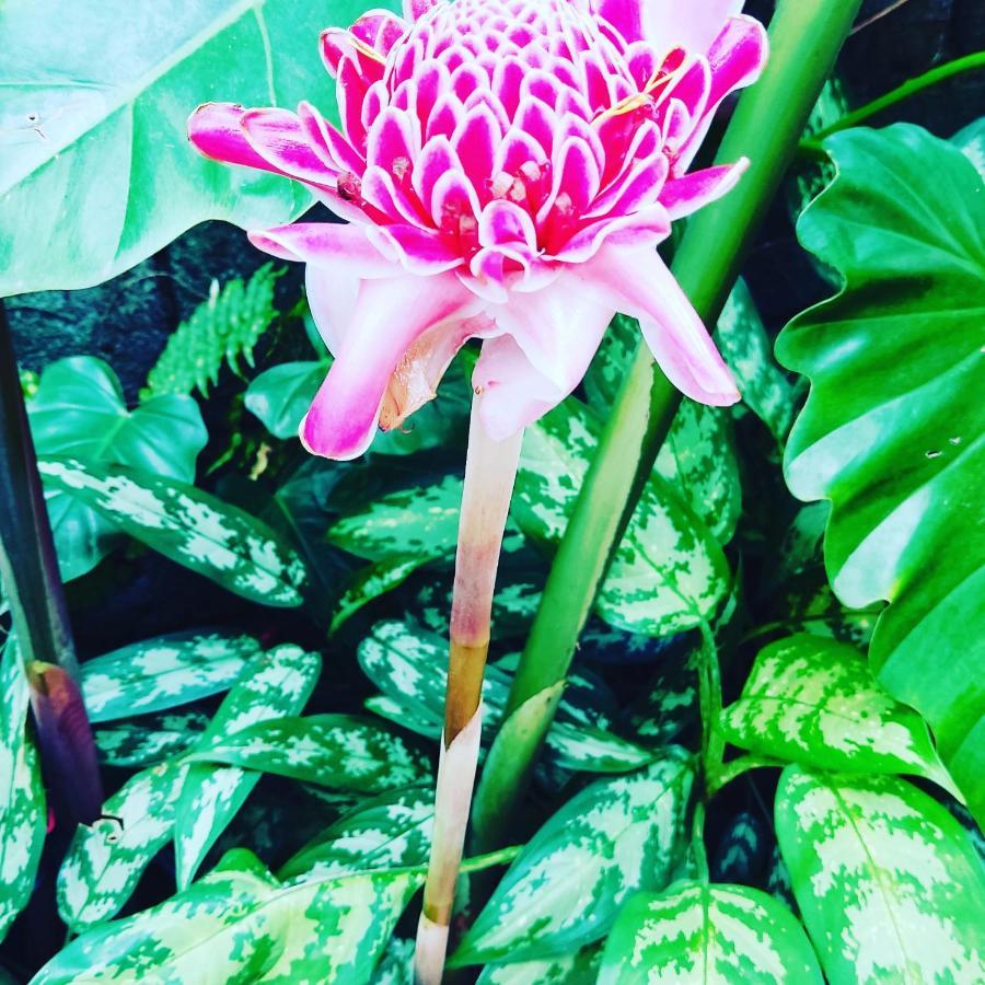 Recanto Toca Das Plantas De Ilhabela II Exteriér fotografie