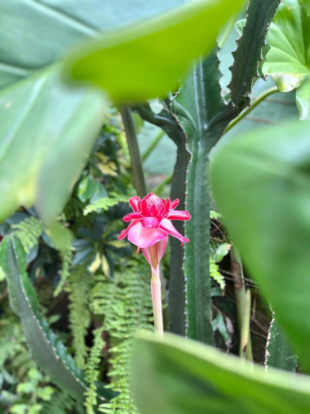Recanto Toca Das Plantas De Ilhabela II Exteriér fotografie