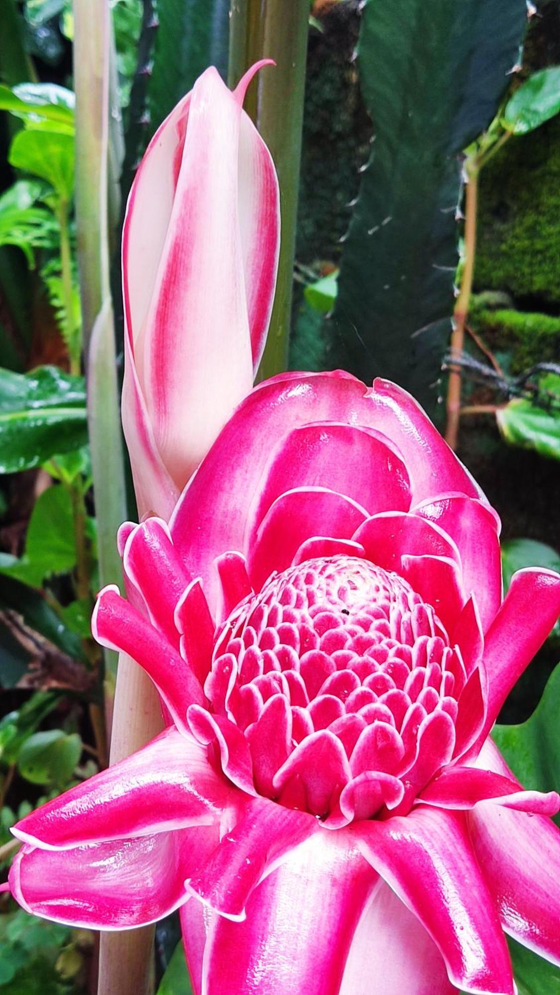 Recanto Toca Das Plantas De Ilhabela II Exteriér fotografie