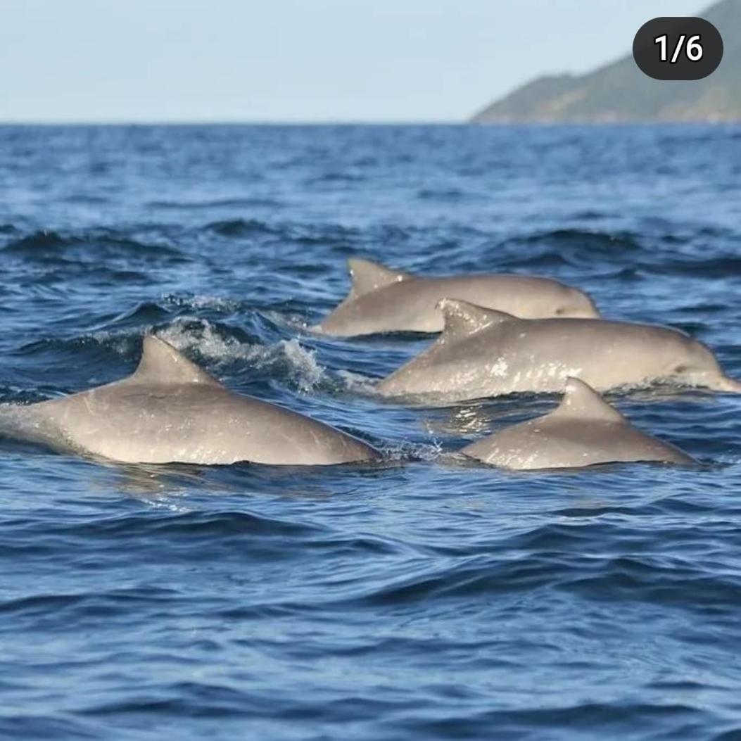 Recanto Toca Das Plantas De Ilhabela II Exteriér fotografie